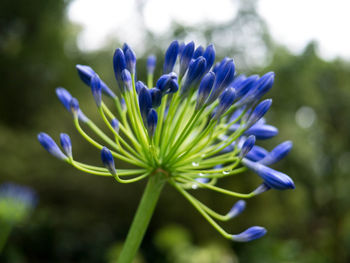 Close-up of purple flowering plant