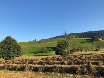 Scenic view of field against clear sky