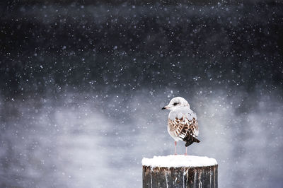 Seagull perching on wooden post during snowfall