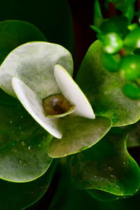 Close-up of flower