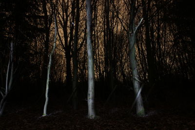 Bare trees in forest at night