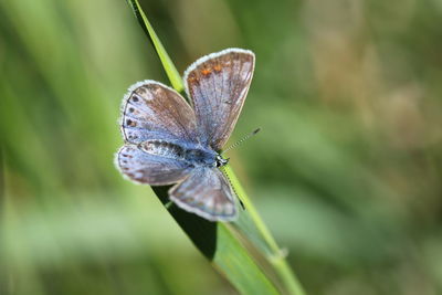 Close-up of butterfly on leaf