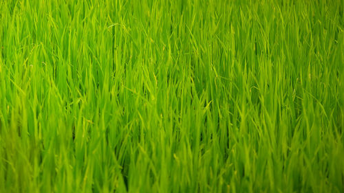 Full frame shot of corn field