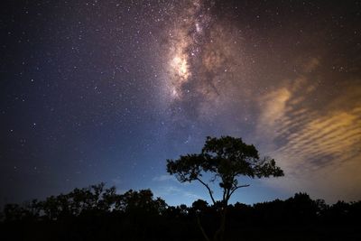 Low angle view of trees against sky at night