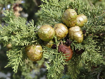 Close-up of christmas tree