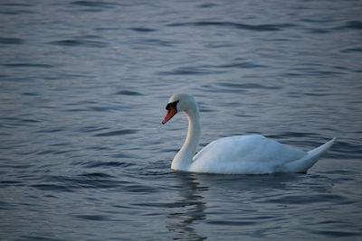 Swan swimming in lake