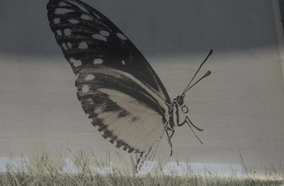 Close-up of butterfly on grass