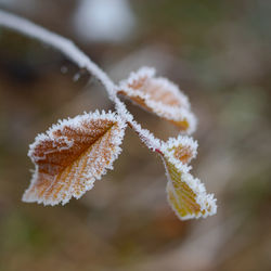 Close-up of frozen plant