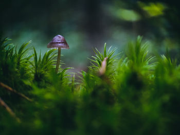Close-up of mushroom growing in moss