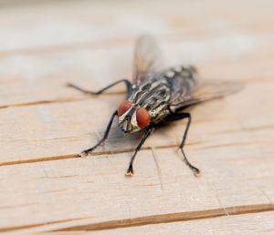 Close-up of housefly on wood