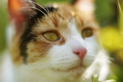 Close-up of cat looking away