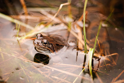 Close-up of frog