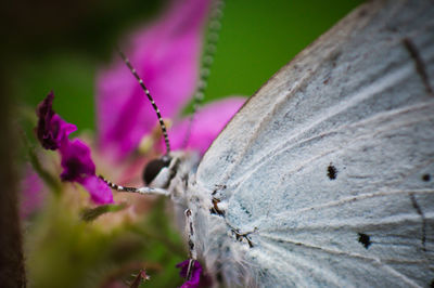 Close-up of butterfly on purple flower