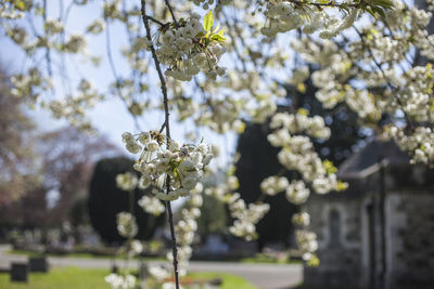 Close-up of white flowering plant