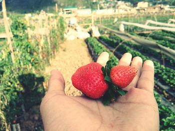 Close-up of hand holding strawberries