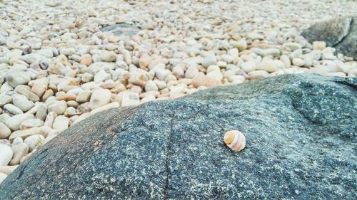 Close-up of seashells on pebbles