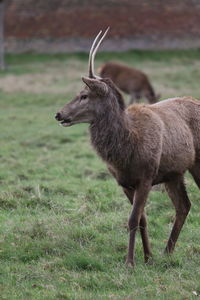 Deer standing on field