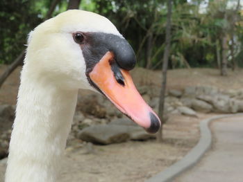 Close-up of swan