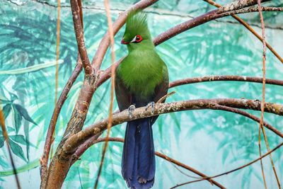 Low angle view of bird perching on tree