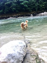 Dog on rock in water