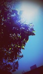 Low angle view of trees against blue sky