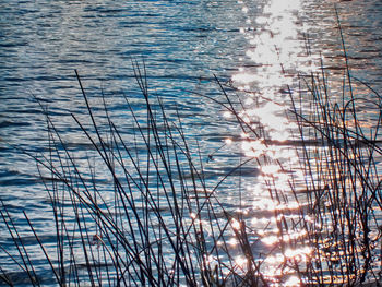 Reflection of trees in water