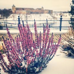 Purple flowering plants during winter against sky