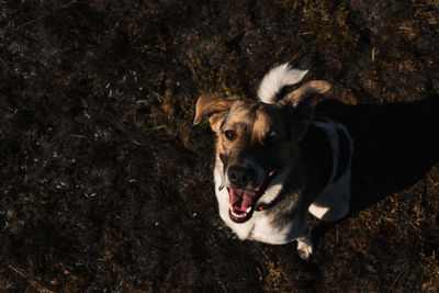 High angle view of dog on field