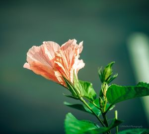 Close-up of red flowering plant