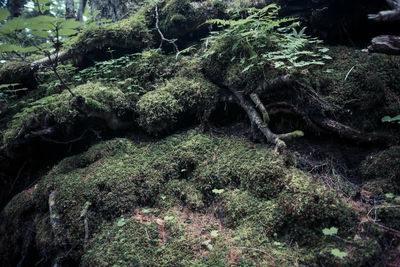 Close-up of tree in forest