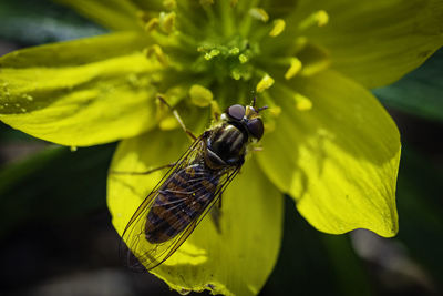 Close-up of insect on flower