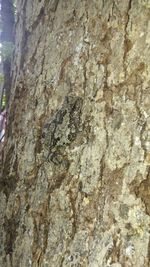 Close-up of tree trunk