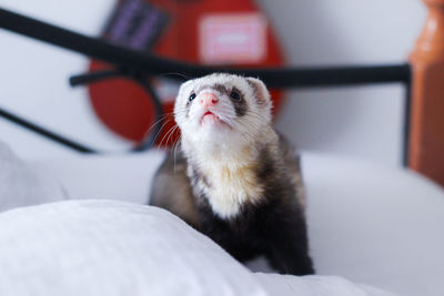 Close-up ferret relaxing on bed
