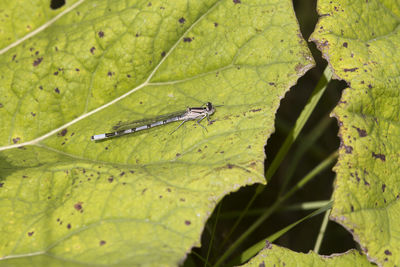 leaf