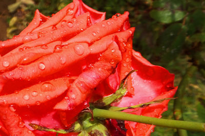 Close-up of red flower