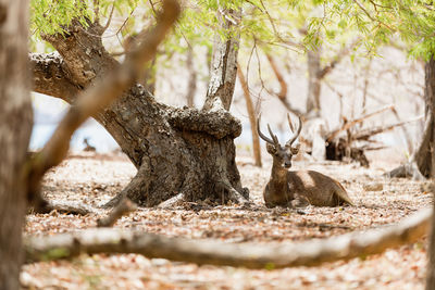 View of lizard on tree trunk in forest