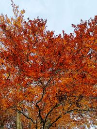 Low angle view of autumnal trees against sky