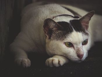 Close-up portrait of cat relaxing