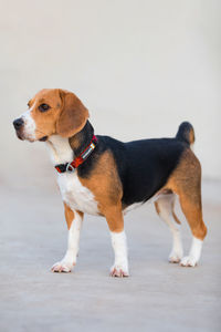 Buddy the beagle