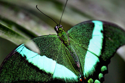 Close-up of green leaves