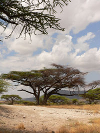 Bare tree on landscape against sky