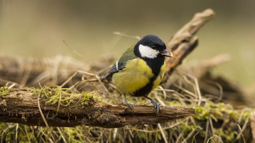 Close-up of bird