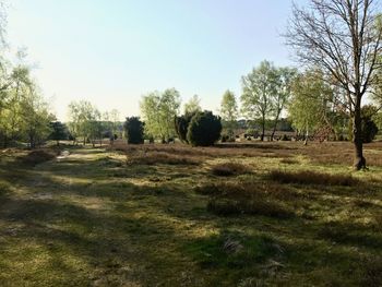 Trees on field against sky