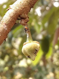 Close-up of fresh green plant