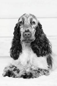 Portrait of dog sitting