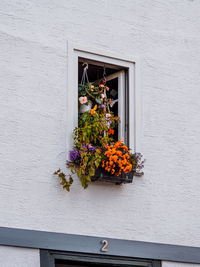 Potted plant by window against building