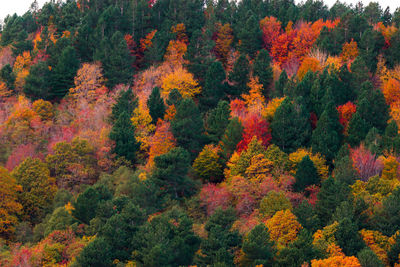 High angle view of autumn trees in forest