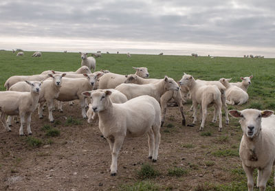 Flock of sheep on field against cloudy sky