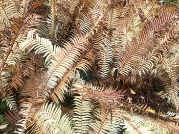 Full frame shot of plants