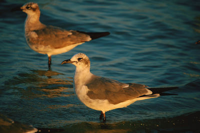 Seagull perching on a sea